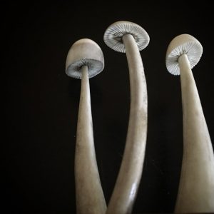 Mushrooms- SOLD