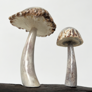 Mushrooms on Brown