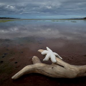 Starfish on Driftwood