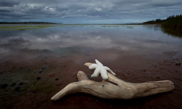 Starfish on Driftwood