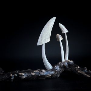 Tiny Trio of Mushrooms